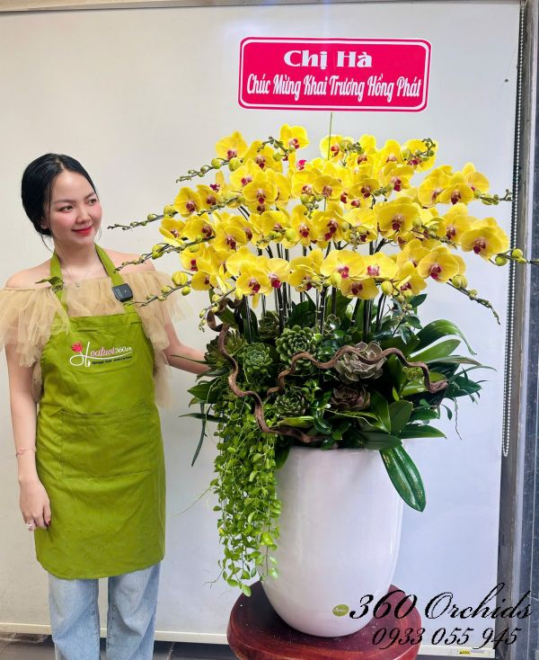 Chậu lan hồ điệp vàng - Hoàng vận khai lộc