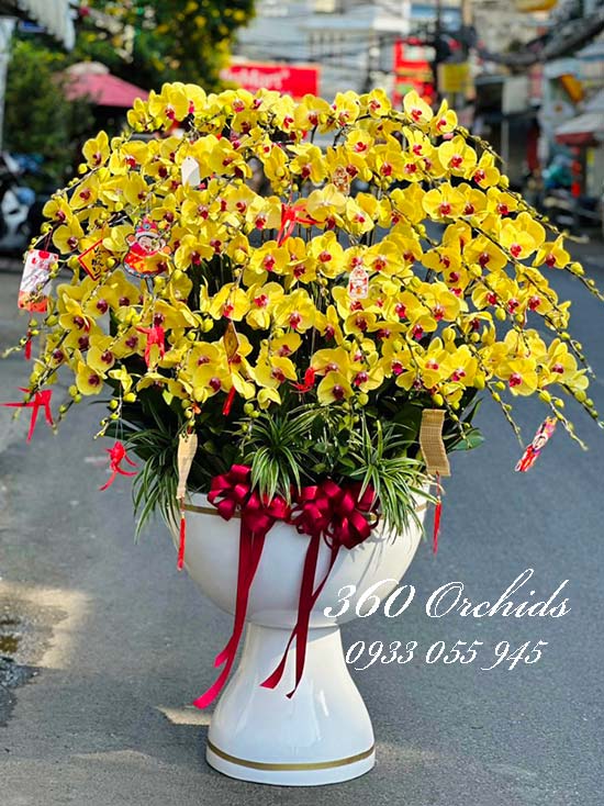 Cửa hàng hoa lan Phú Nhuận Hoalan360