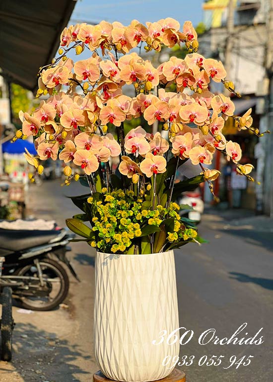 Mẫu hoa lan hồ điệp đẹp nhất tại Hoa Lan hồ điệp quận 1