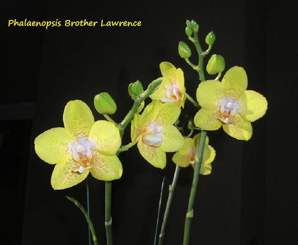 Hồ Điệp vàng loại Phalaenopsis Brother Lawrence