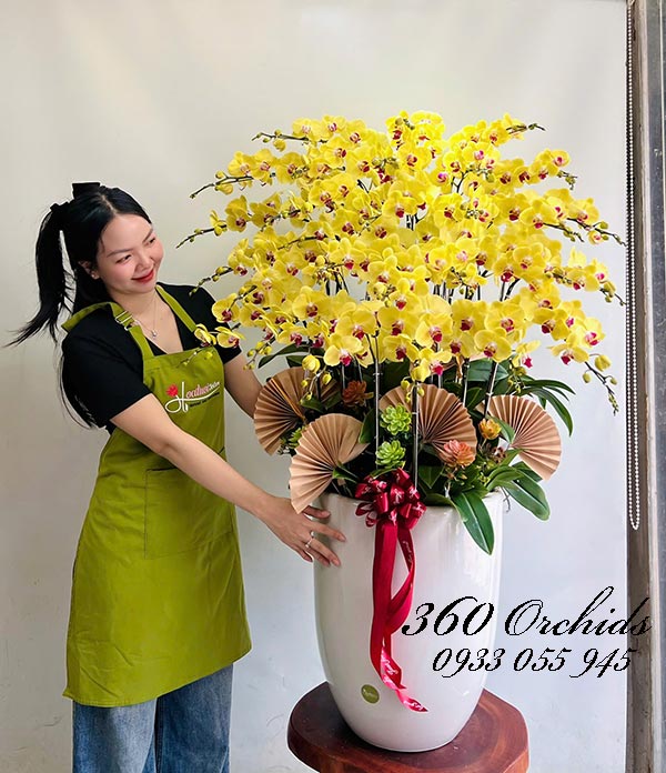 Chậu lan hồ điệp vàng - Tiền bạc vô lo