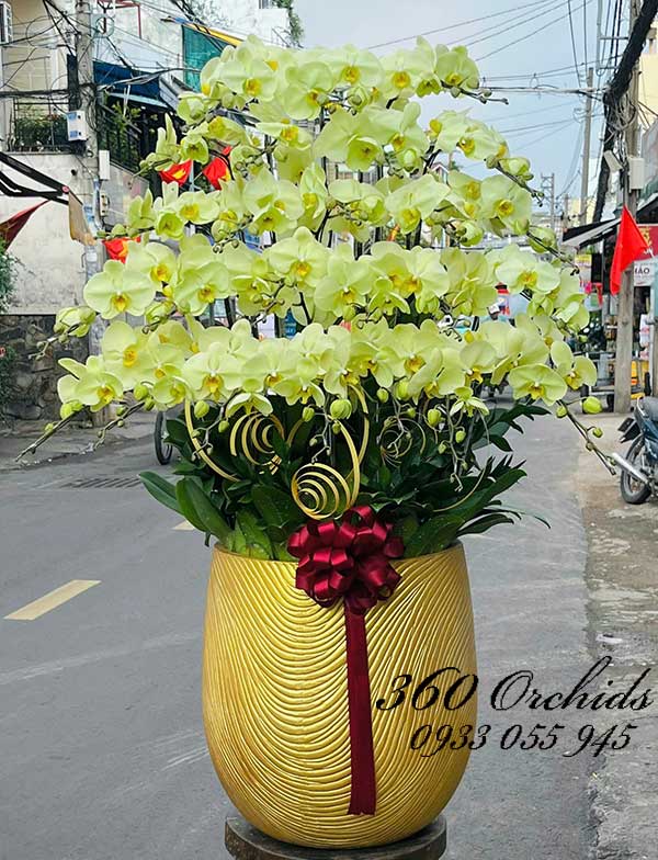 Chậu lan hồ điệp xanh bơ - May mắn ghé thăm