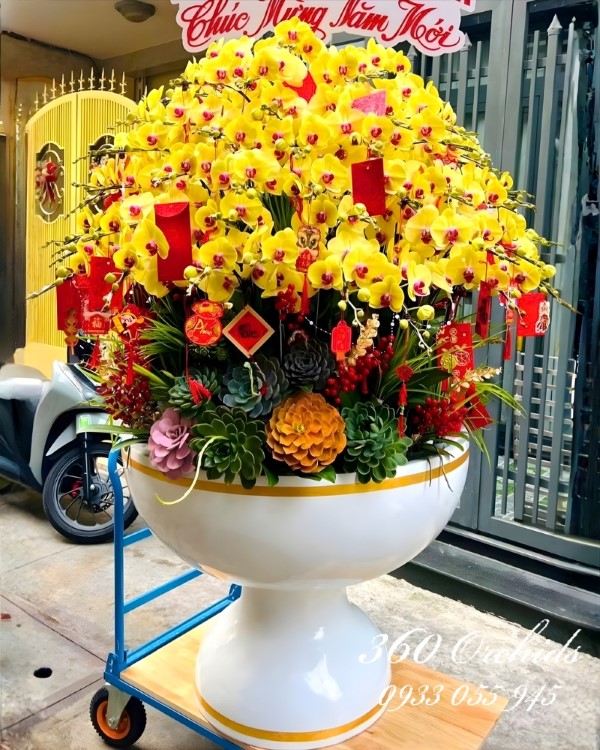 Chậu lan hồ điệp Tết 79 cành - Tết Bạch Lộc