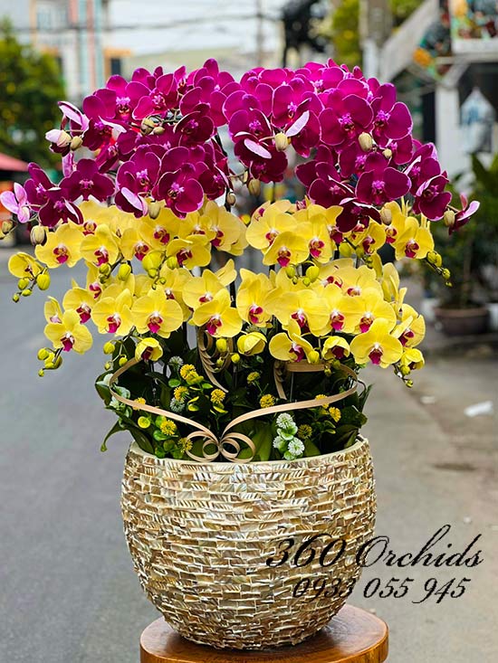 Cửa hàng hoa lan hồ điệp Phú Nhuận