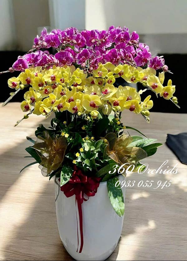 Chậu lan hồ điệp kết hợp - Hái lộc đầy tay