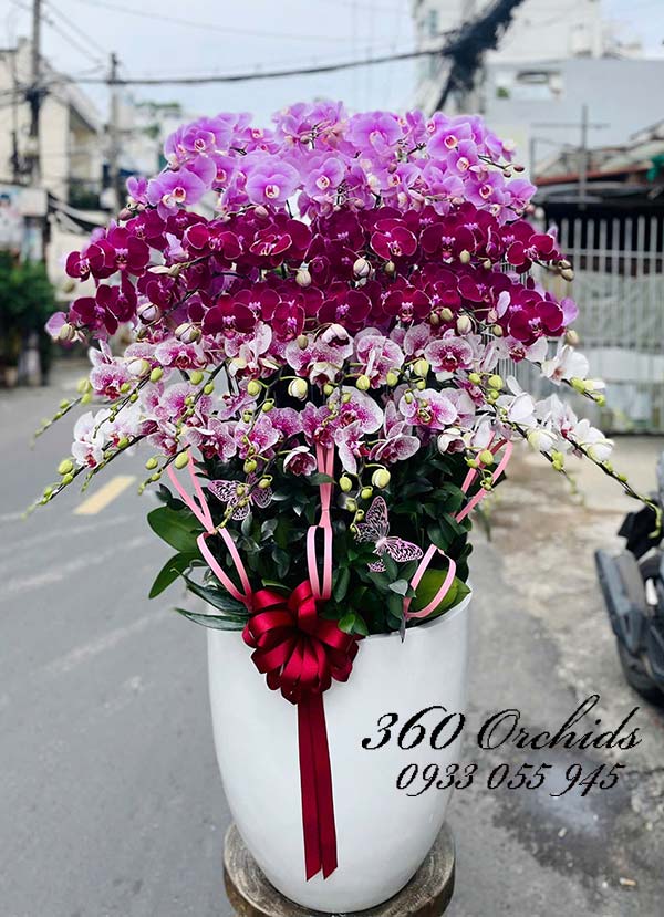 Chậu lan hồ điệp kết hợp - Ngày ngày hồng phúc