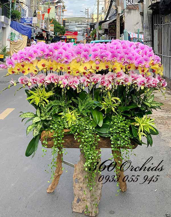 Lan hồ điệp ghép gỗ lũa - Giàu sang muôn kiếp