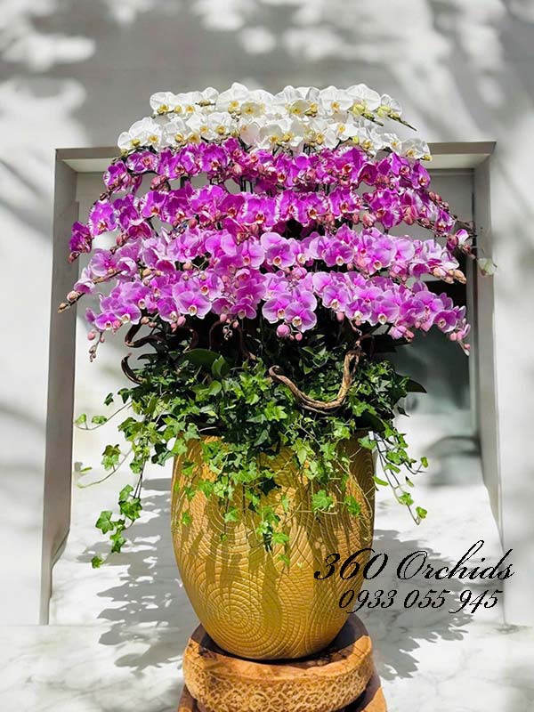 Chậu lan hồ điệp kết hợp 44 cành - Huy hoàng lộng lẫy