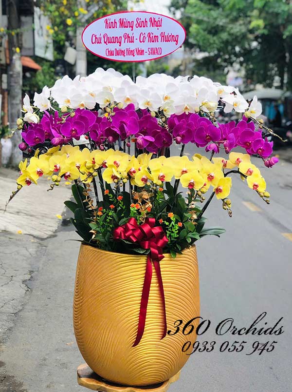 Chậu lan hồ điệp kết hợp - Kim ngân hội tụ