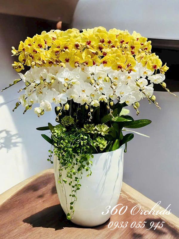 Chậu lan hồ điệp kết hợp - Vượng khí hưng thịnh