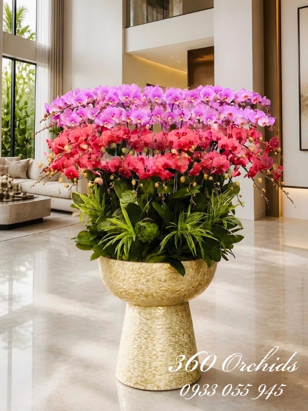 Chậu lan hồ điệp kết hợp 45 cành - Hồng tím khai hoa
