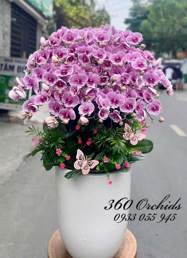Chậu lan hồ điệp đột biến - Hồng phúc ấm êm