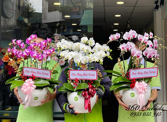 Mua hoa lan hồ điệp mini đẹp nhất tại Hoa Lan 360
