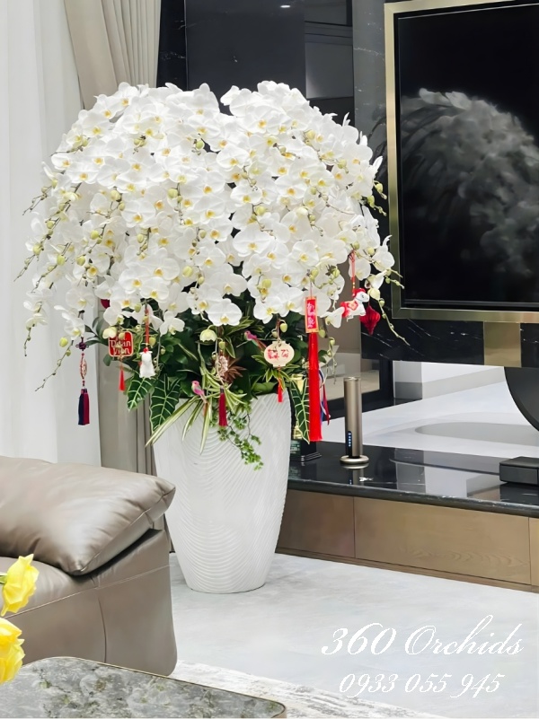 Chậu lan hồ điệp trắng - An nhiên tự tại