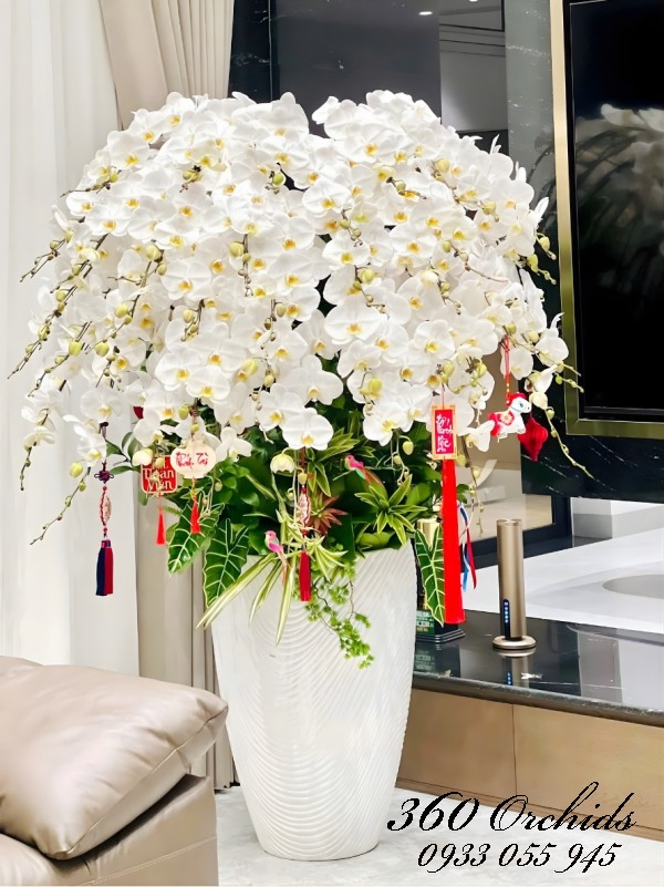 Chậu lan hồ điệp trắng - An nhiên tự tại