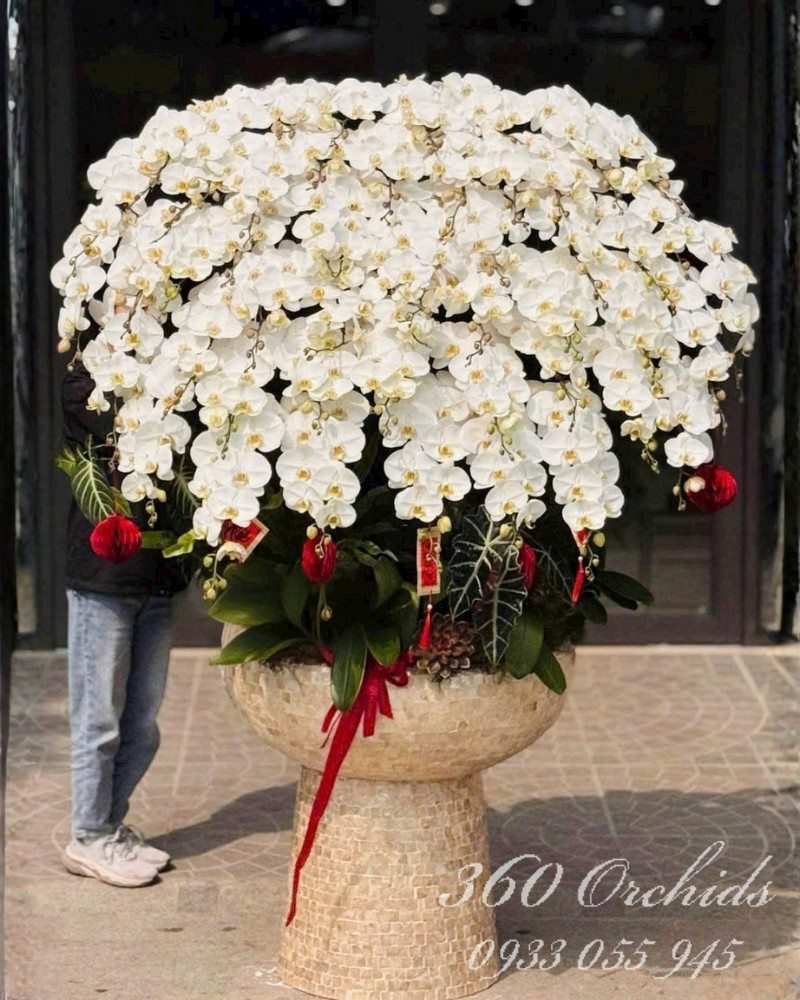 Chậu lan hồ điệp trắng 45 cành - Đại cát đại lợi