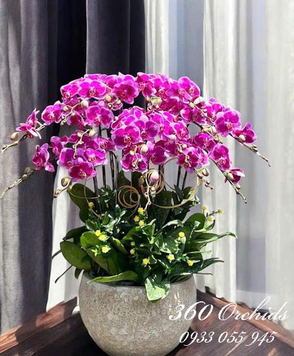Chậu lan hồ điệp tím - Trăm sự hồng phát