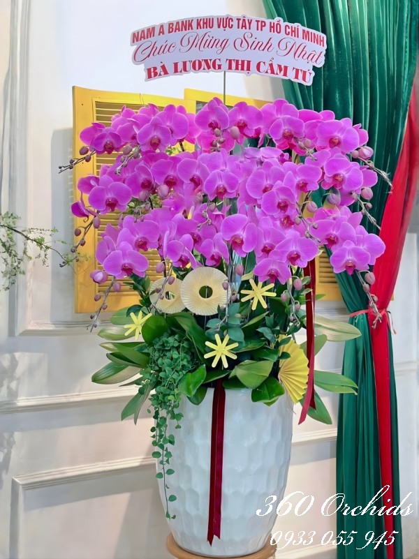 Chậu lan hồ điệp hồng - Hợp tác vững bền