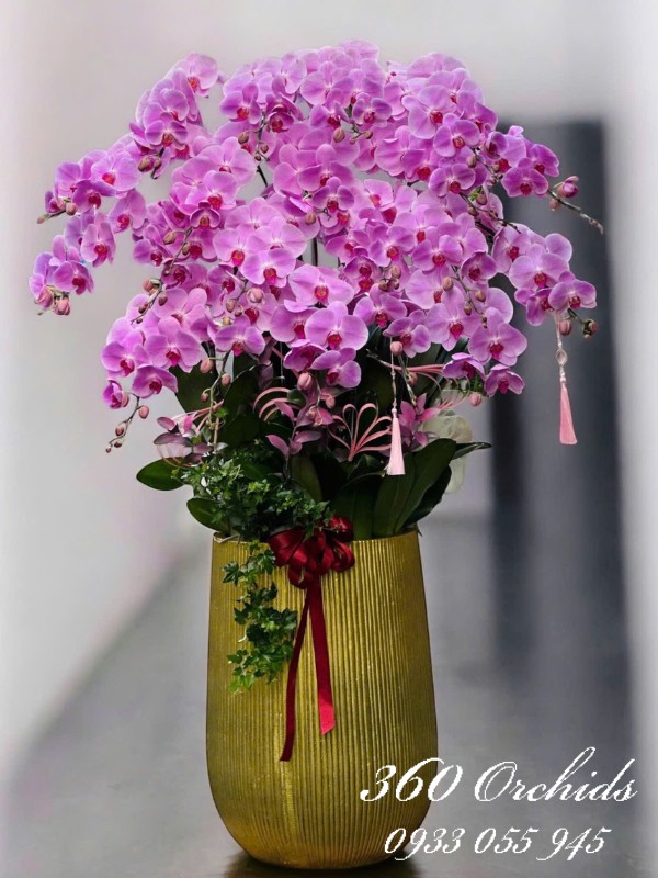 Chậu lan hồ điệp hồng dáng cao - Kim ngân khai xuân