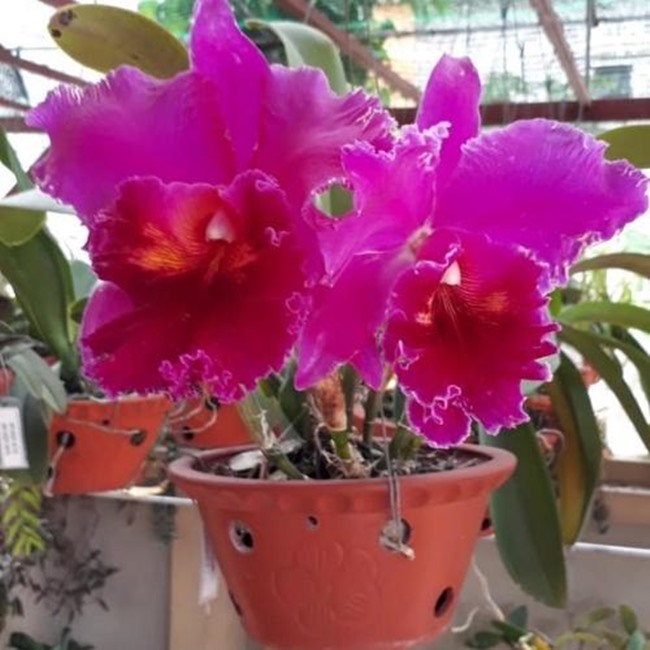 Hoa lan Cattleya