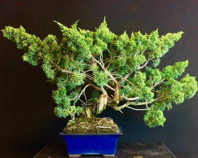 Chậu cây tùng bonsai dáng đẹp nhất