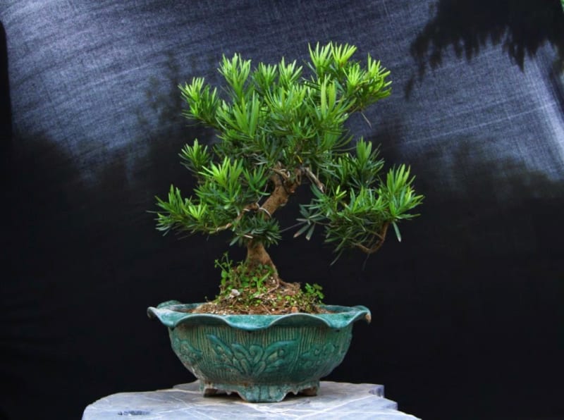 Tùng la hán mini tạo dáng bonsai đẹp