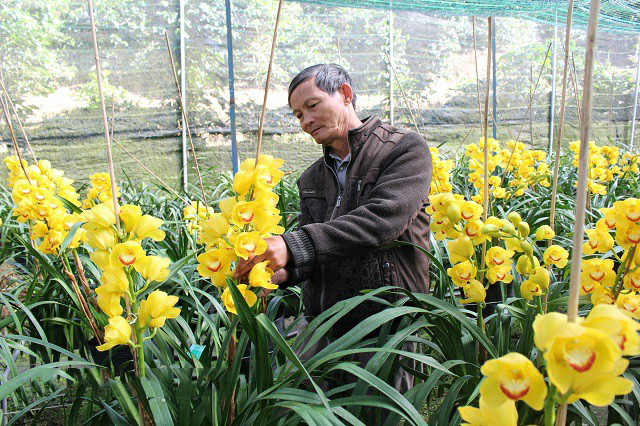 Địa lan Sato là một trong những loại lan phổ biến ở Việt Nam