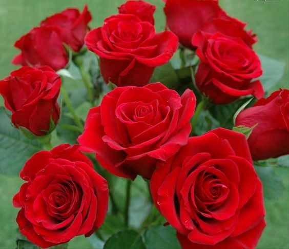 Hoa hồng có lẽ là loài hoa có lịch sử lâu đời nhất