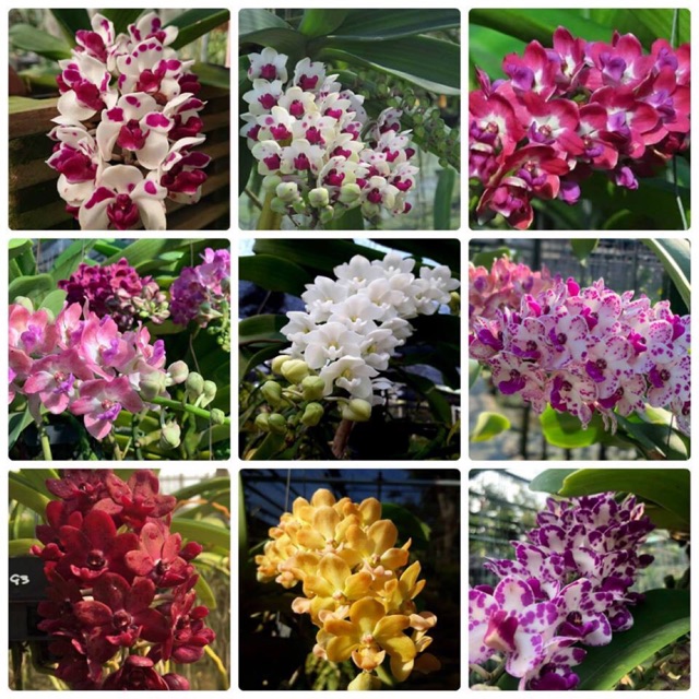 Đai châu Thái thường có đặc điểm lá ngắn, hoa đa sắc màu