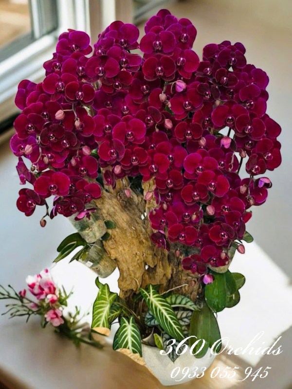 Chậu lan hồ điệp vip ghép lũa - Mộc lan vọng nguyệt