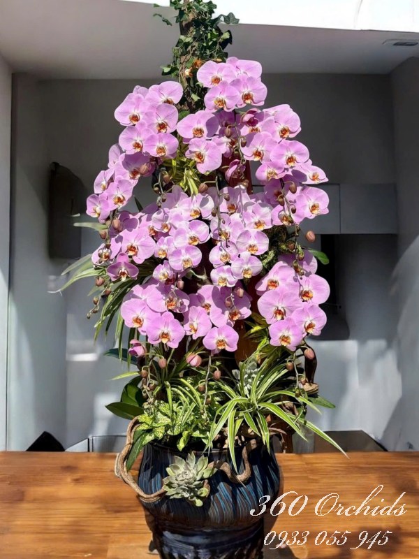 Chậu lan hồ điệp ghép lũa - Cát tường khai phúc