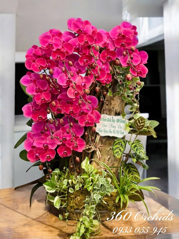 Chậu lan hồ điệp ghép lũa - Điệp xuân vinh hiển