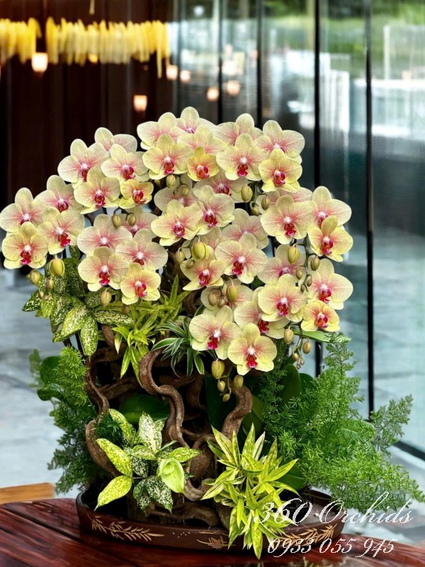 Chậu lan hồ điệp ghép lũa - Kim cúc chiếu tài