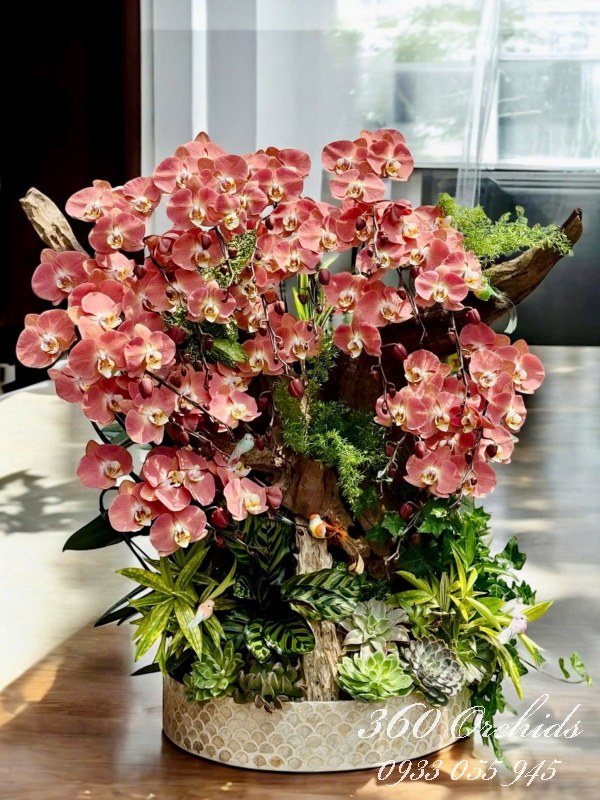 Chậu lan hồ điệp ghép lũa - Kim ngọc giao duyên