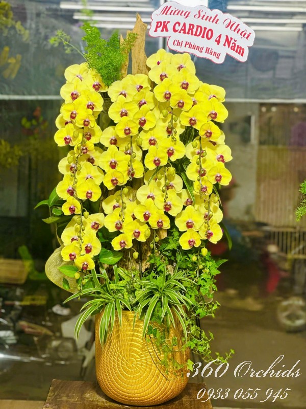 Lan hồ điệp ghép lũa - Mạch nguồn phú quý