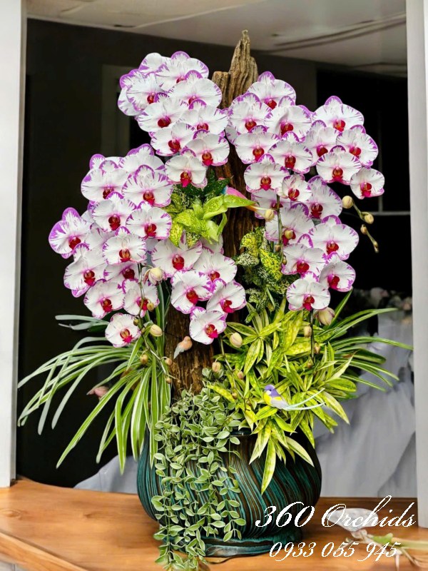 Chậu lan hồ điệp ghép lũa - Mộng điệp cung đình