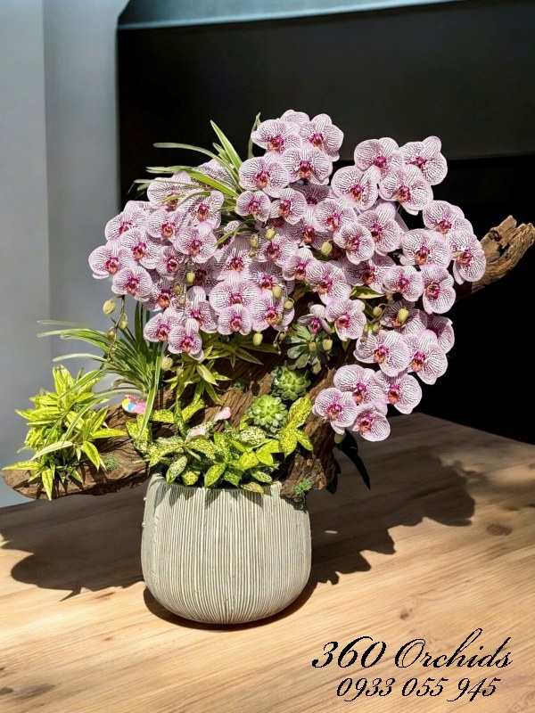 Chậu lan hồ điệp ghép lũa - Nét cổ thư pháp