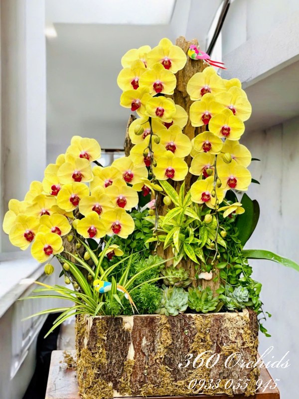 Chậu lan hồ điệp ghép lũa - Sắc xuân phồn vinh