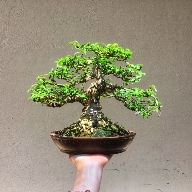 Chậu hoa mai chiếu thủy bonsai hứng nắng đẹp