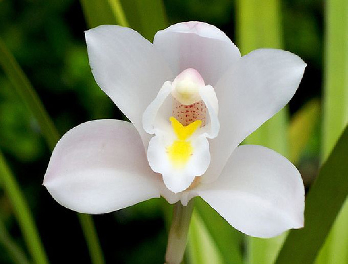 Bông hoa địa lan trắng mang đến ý nghĩa gì?