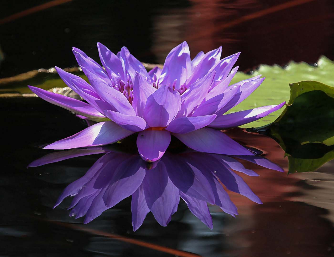 Малиновое лиловые лилии на воде фото