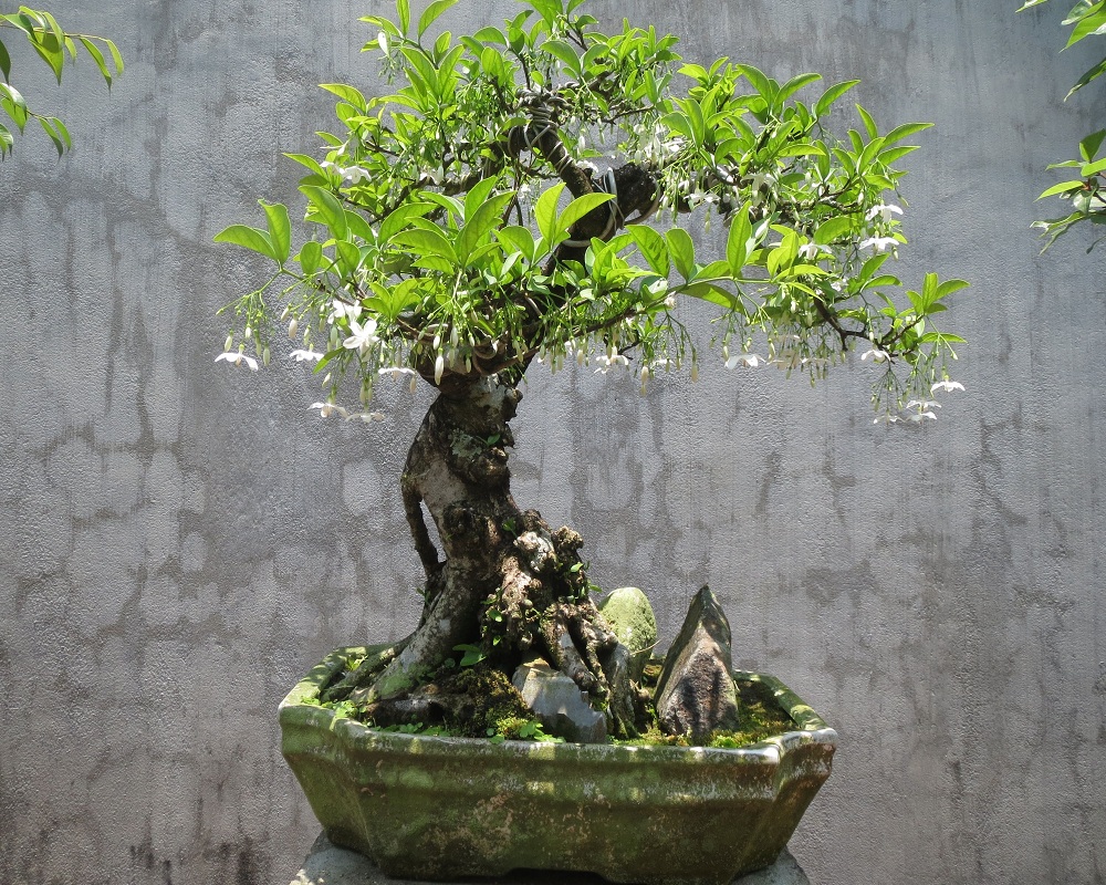 Chậu mai chiếu thủy bonsai đẹp nhất