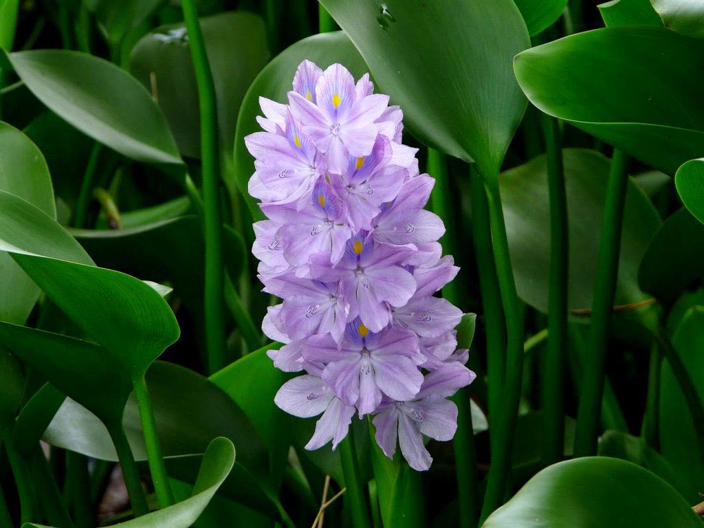 Ý nghĩa ẩn chứa bên trong bông hoa lục bình tím