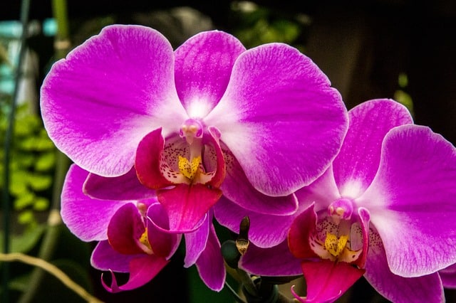 Tìm hiểu về loài phong lan tím cũng như ý nghĩa của loài hoa