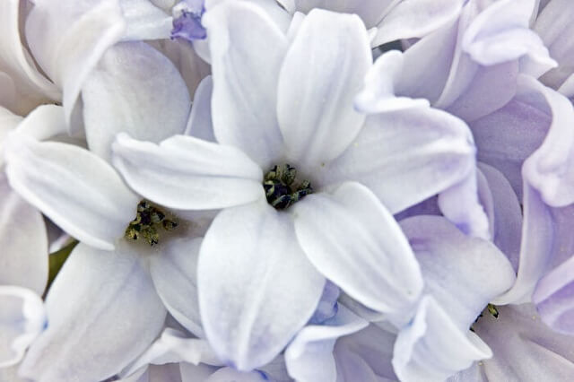 Ý nghĩa bông hoa lục bình màu trắng
