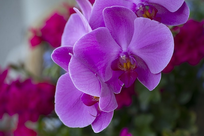 Tìm hiểu về loài phong lan tím cũng như ý nghĩa của loài hoa