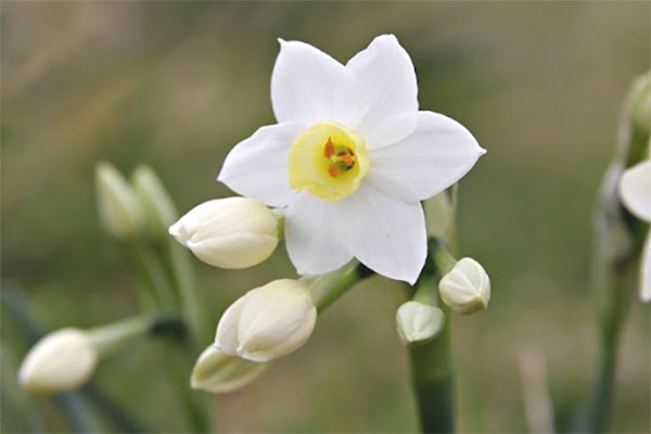 Hoa thuỷ tiên trắng tượng trưng tình yêu trong trắng