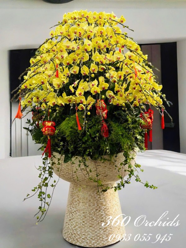 Chậu lan hồ điệp tết - Nụ cười ngày xuân