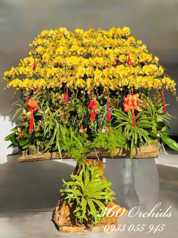 Lan hồ điệp tết ghép lũa - Thức quà xuân