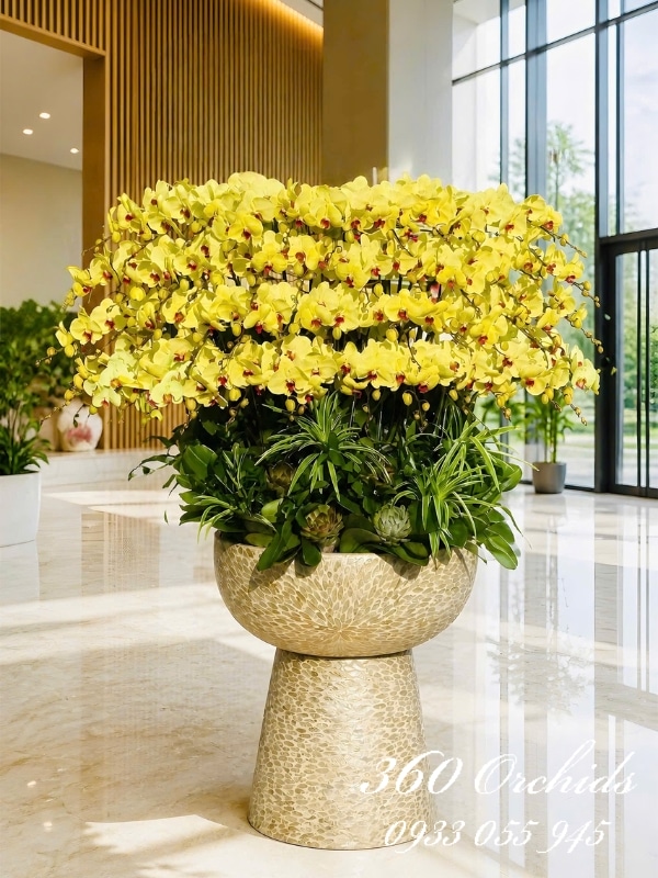 Chậu lan hồ điệp vàng 50 cành - Kim lan thịnh vượng
